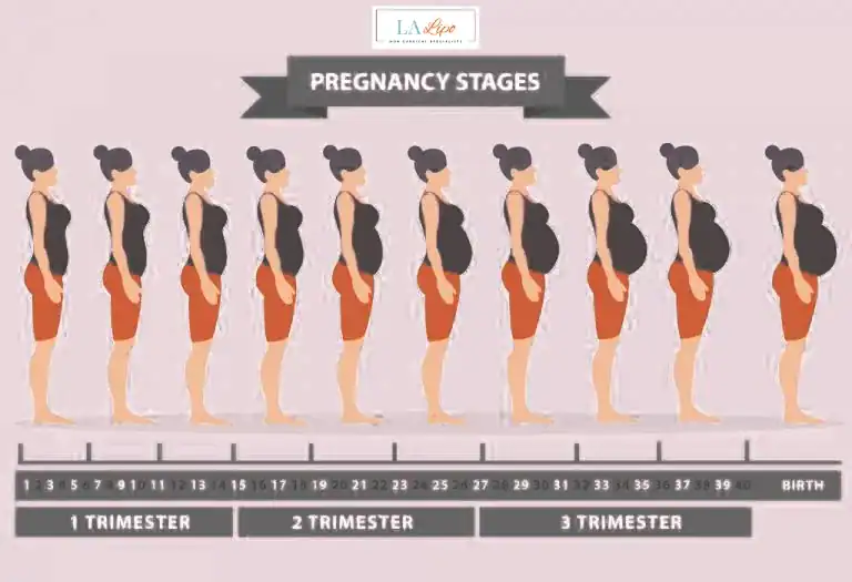 First Trimester (Weeks 1–12): Early Changes You Might Not Notice Northwood
